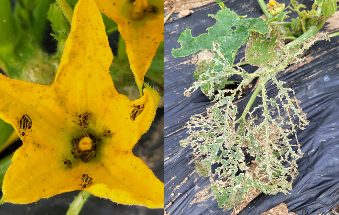 Striped cucumber beetle and skeletonized leaf.